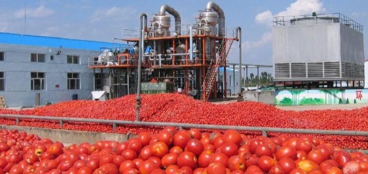 tomate industriel Tunisie.jpg